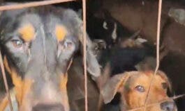 La Guardia Civil rescata en Arganda a 52 perros hacinados entre excrementos y cadáveres