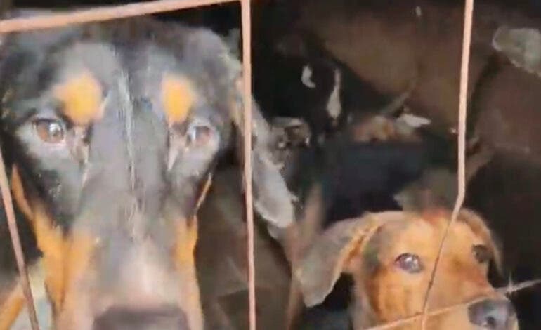 La Guardia Civil rescata en Arganda a 52 perros hacinados entre excrementos y cadáveres