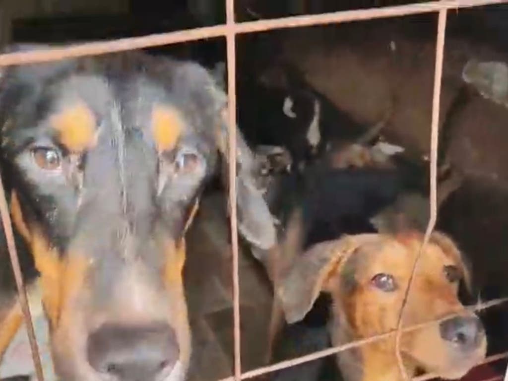 La Guardia Civil rescata en Arganda a 52 perros hacinados entre excrementos y cadáveres
