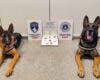 La Unidad Canina de la Policía de Torrejón realizó 13 incautaciones de droga en las piscinas este verano