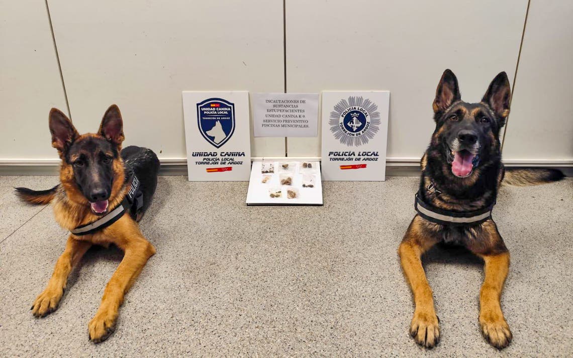 La Unidad Canina de la Policía de Torrejón realizó 13 incautaciones de droga en las piscinas este verano