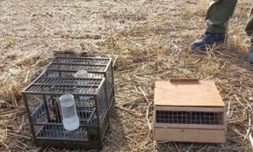 Pillada una persona en Alalpardo cazando jilgueros con pegamento