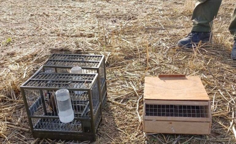 Pillada una persona en Alalpardo cazando jilgueros con pegamento