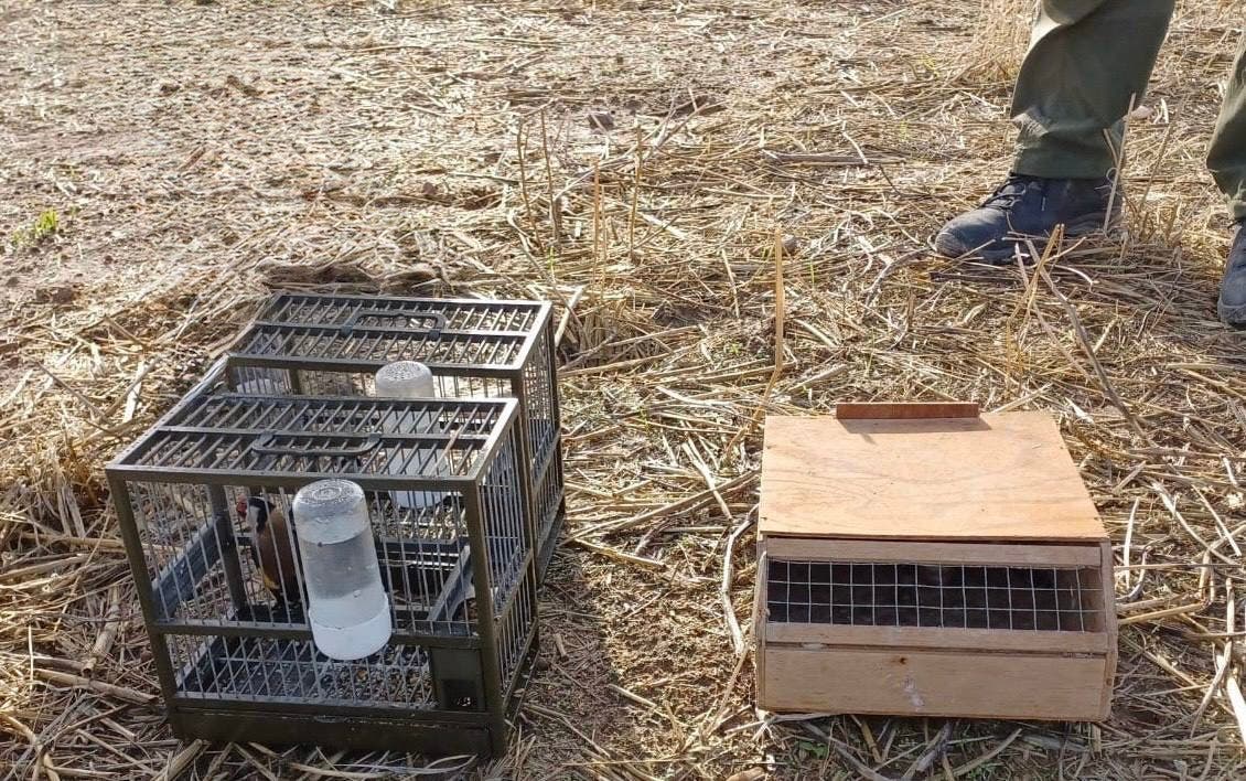 Pillada una persona en Alalpardo cazando jilgueros con pegamento