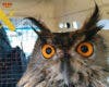 El Seprona de Rivas recupera dos búhos reales e investiga la muerte de uno de ellos por posible envenenamiento