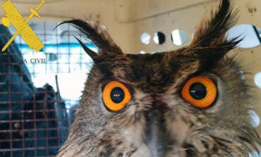 El Seprona de Rivas recupera dos búhos reales e investiga la muerte de uno de ellos por posible envenenamiento