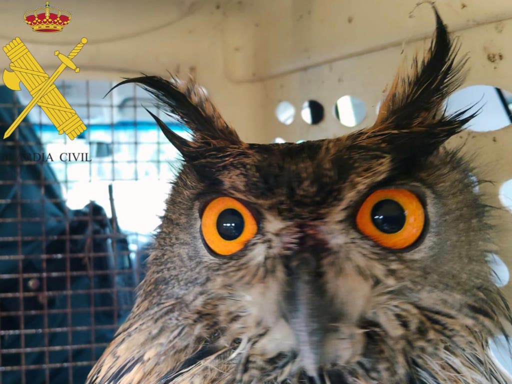 El Seprona de Rivas recupera dos búhos reales e investiga la muerte de uno de ellos por posible envenenamiento
