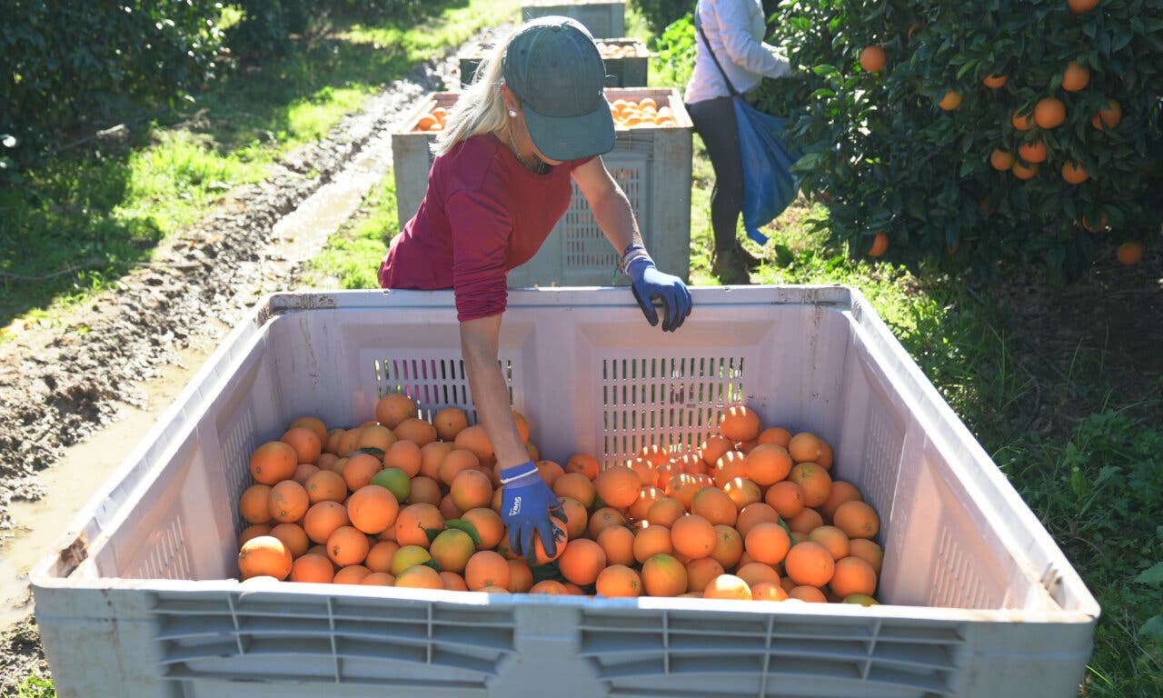 Recolección de naranjas en un campo con trabajadores