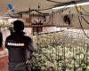 Desmantelada una plantación de marihuana con 612 plantas en Trijueque: hay cuatro detenidos, uno en Torrejón