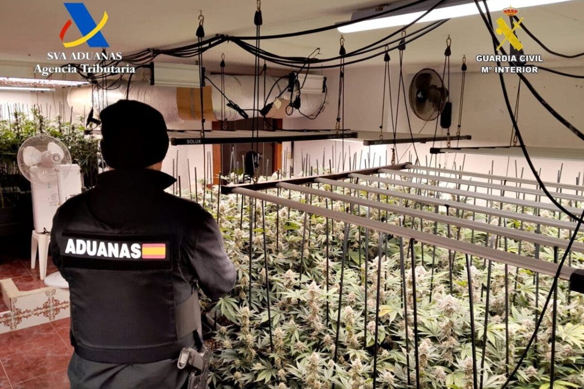 Desmantelada una plantación de marihuana con 612 plantas en Trijueque: hay cuatro detenidos, uno en Torrejón