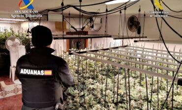 Desmantelada una plantación de marihuana con 612 plantas en Trijueque: hay cuatro detenidos, uno en Torrejón
