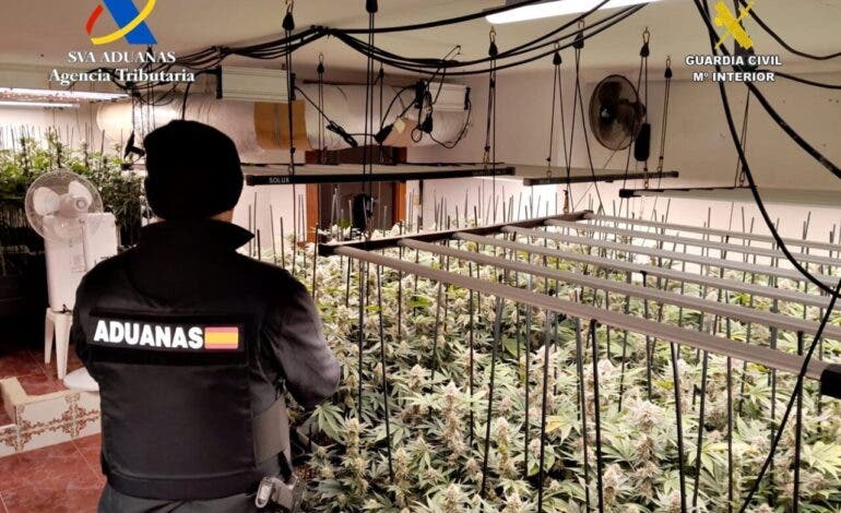 Desmantelada una plantación de marihuana con 612 plantas en Trijueque: hay cuatro detenidos, uno en Torrejón