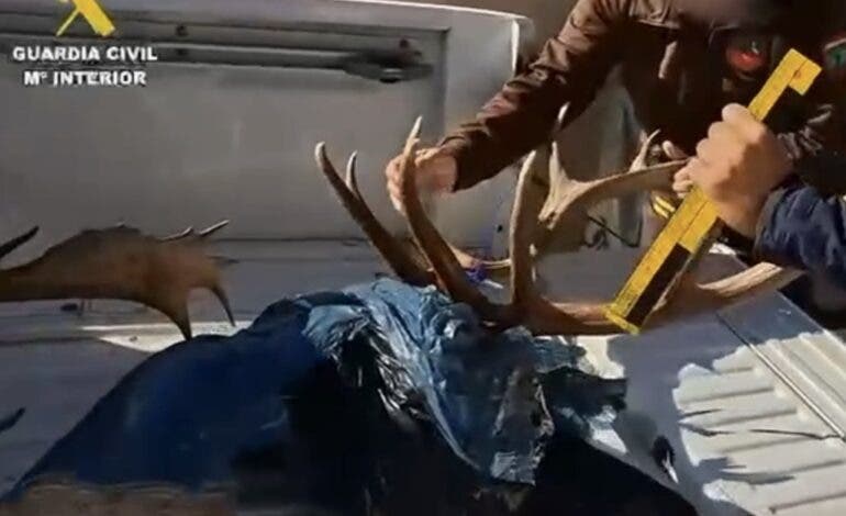 Un detenido y varios investigados por caza furtiva en el Monte de El Pardo y en Torrejón de Ardoz