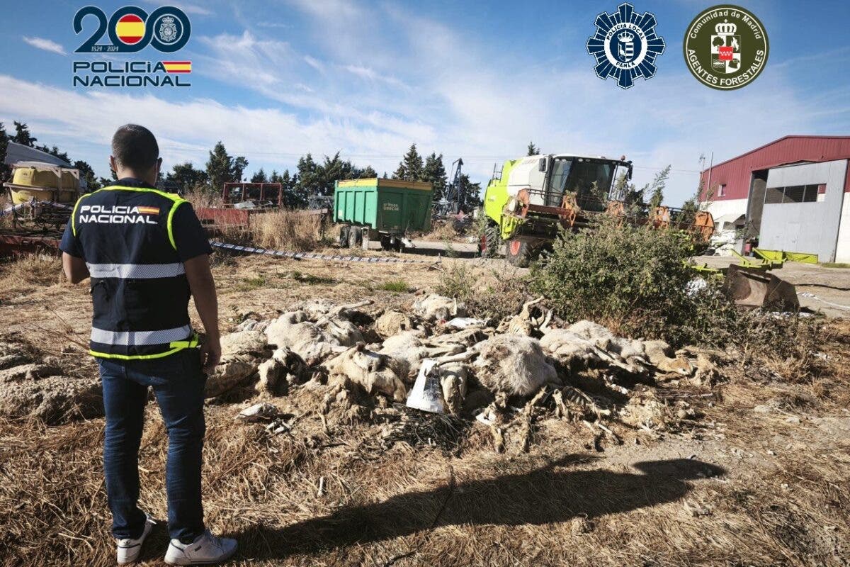 Horror en una finca de Parla: detenido por el maltrato de decenas de ovejas, 50 halladas muertas