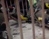 Pillado un menor en Leganés cuando intentaba vender 27 jilgueros capturados ilegalmente