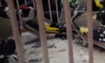 Pillado un menor en Leganés cuando intentaba vender 27 jilgueros capturados ilegalmente
