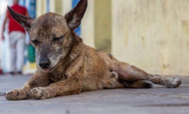 El Ayuntamiento de Nuevo Baztán actúa ante dos casos de abandono animal en el municipio