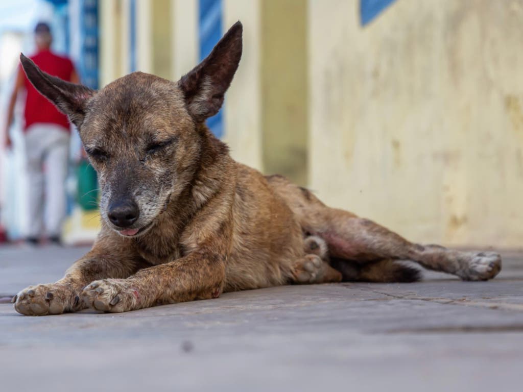 El Ayuntamiento de Nuevo Baztán actúa ante dos casos de abandono animal en el municipio
