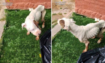 Detenida en Sigüenza una mujer por maltratar a su perro, que tuvo que ser sacrificado por su estado de extrema gravedad
