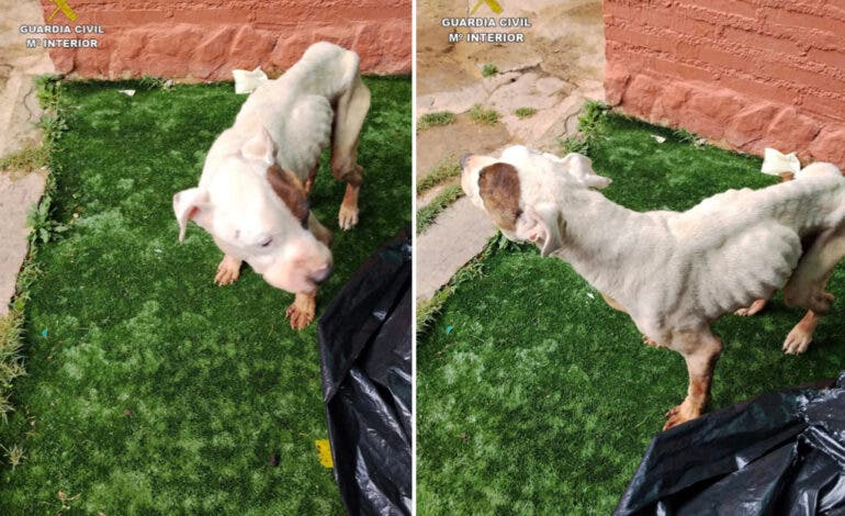 Detenida en Sigüenza una mujer por maltratar a su perro, que tuvo que ser sacrificado por su estado de extrema gravedad