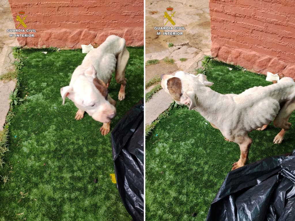 Detenida en Sigüenza una mujer por maltratar a su perro, que tuvo que ser sacrificado por su estado de extrema gravedad