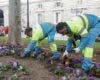 Madrid planta más de 769.000 flores de temporada en su campaña otoño-invierno