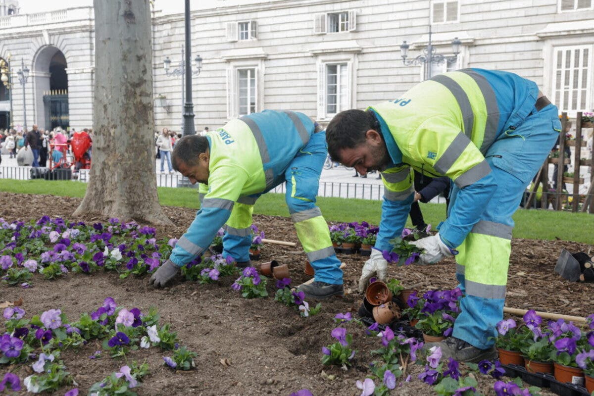 Madrid planta más de 769.000 flores de temporada en su campaña otoño-invierno