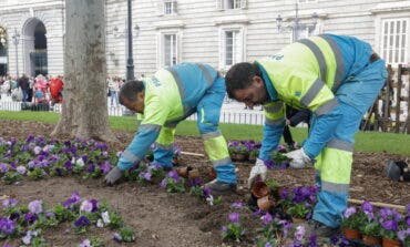 Madrid planta más de 769.000 flores de temporada en su campaña otoño-invierno