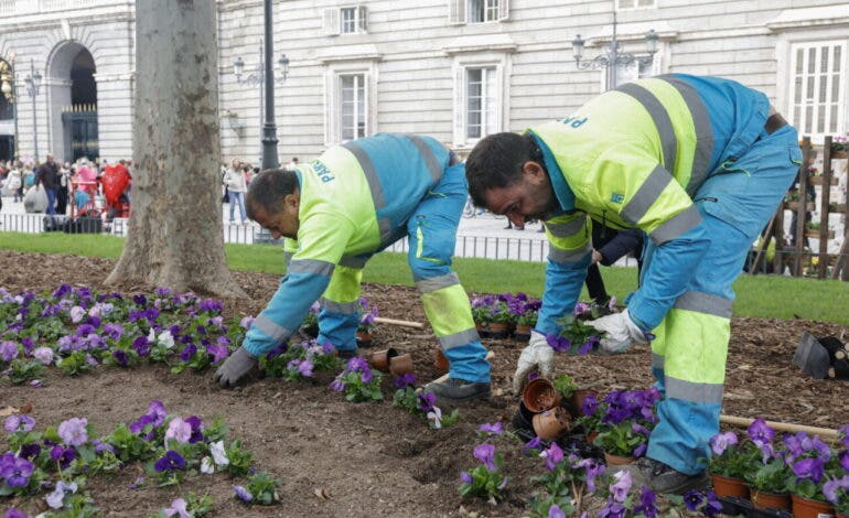 Madrid planta más de 769.000 flores de temporada en su campaña otoño-invierno