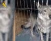 Retirados cinco perros lobo checoslovacos de un domicilio de Pelayos de la Presa tras el ataque a un menor