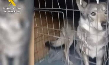 Retirados cinco perros lobo checoslovacos de un domicilio de Pelayos de la Presa tras el ataque a un menor