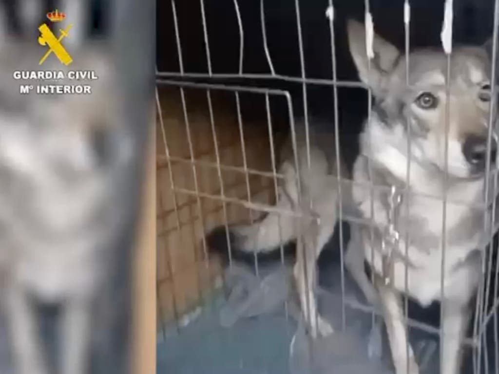 Retirados cinco perros lobo checoslovacos de un domicilio de Pelayos de la Presa tras el ataque a un menor