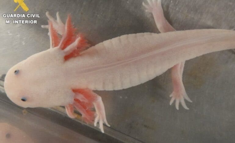 Dos investigados por tener seis ajolotes mexicanos sin documentación en un local de Meco