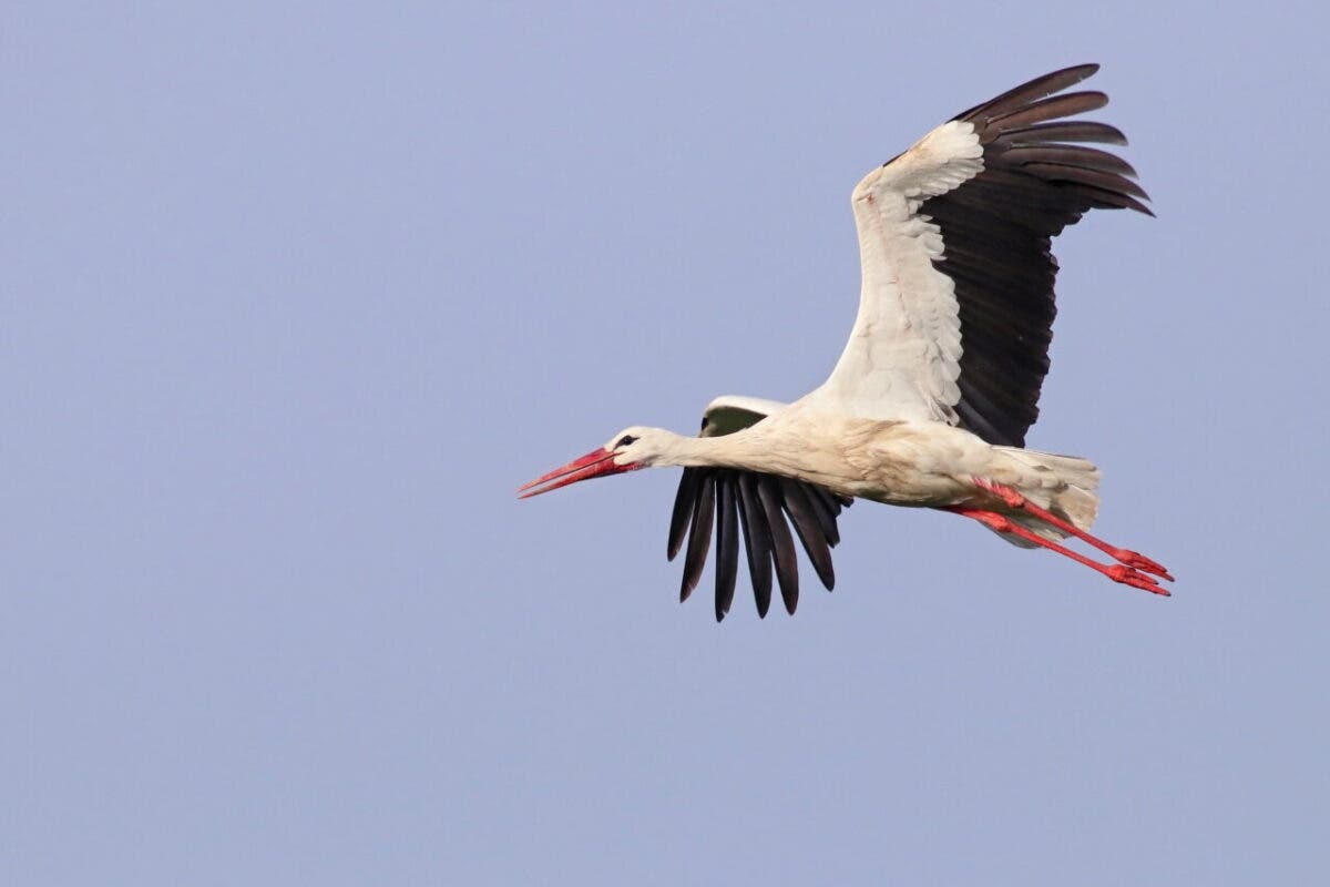 Confirman gripe aviar tras la muerte de más de 450 cigüeñas en Getafe