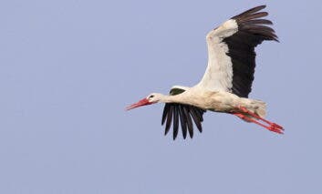 Confirman gripe aviar tras la muerte de más de 450 cigüeñas en Getafe