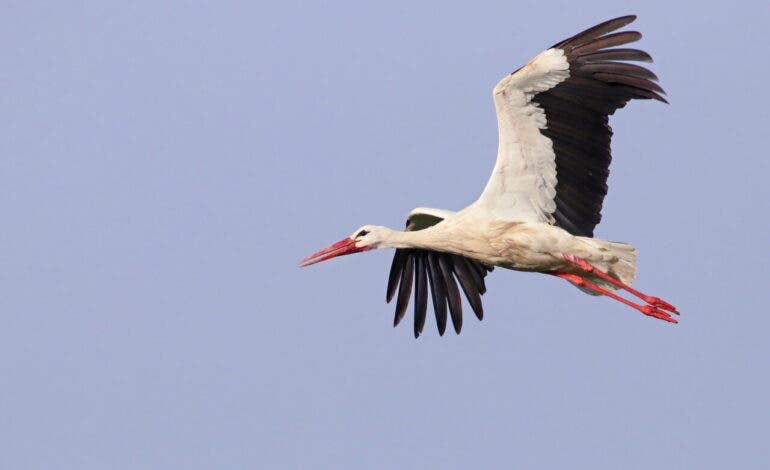 Confirman gripe aviar tras la muerte de más de 450 cigüeñas en Getafe