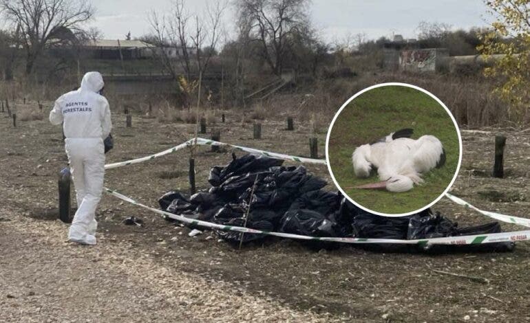 Ecologistas exigen responsabilidades por la gestión del brote de gripe aviar en el Parque Regional del Sureste