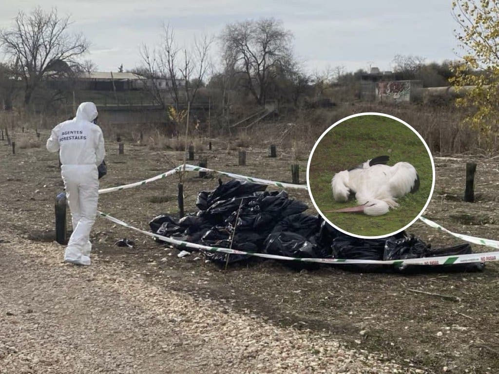 Ecologistas exigen responsabilidades por la gestión del brote de gripe aviar en el Parque Regional del Sureste