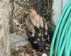 Rescatan a un águila herida en el Puente de la Salud de Alcalá de Henares