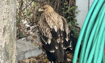 Rescatan a un águila herida en el Puente de la Salud de Alcalá de Henares