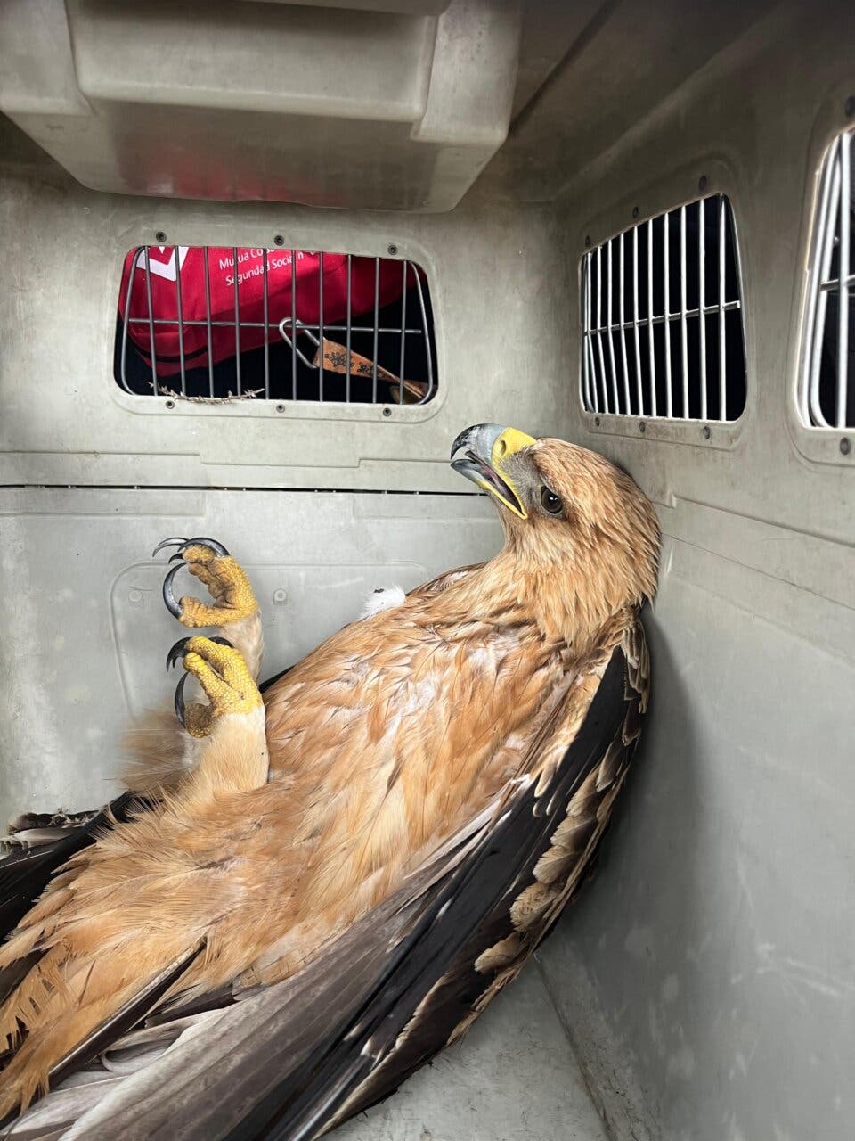 Águila herida siendo transportada en un contenedor