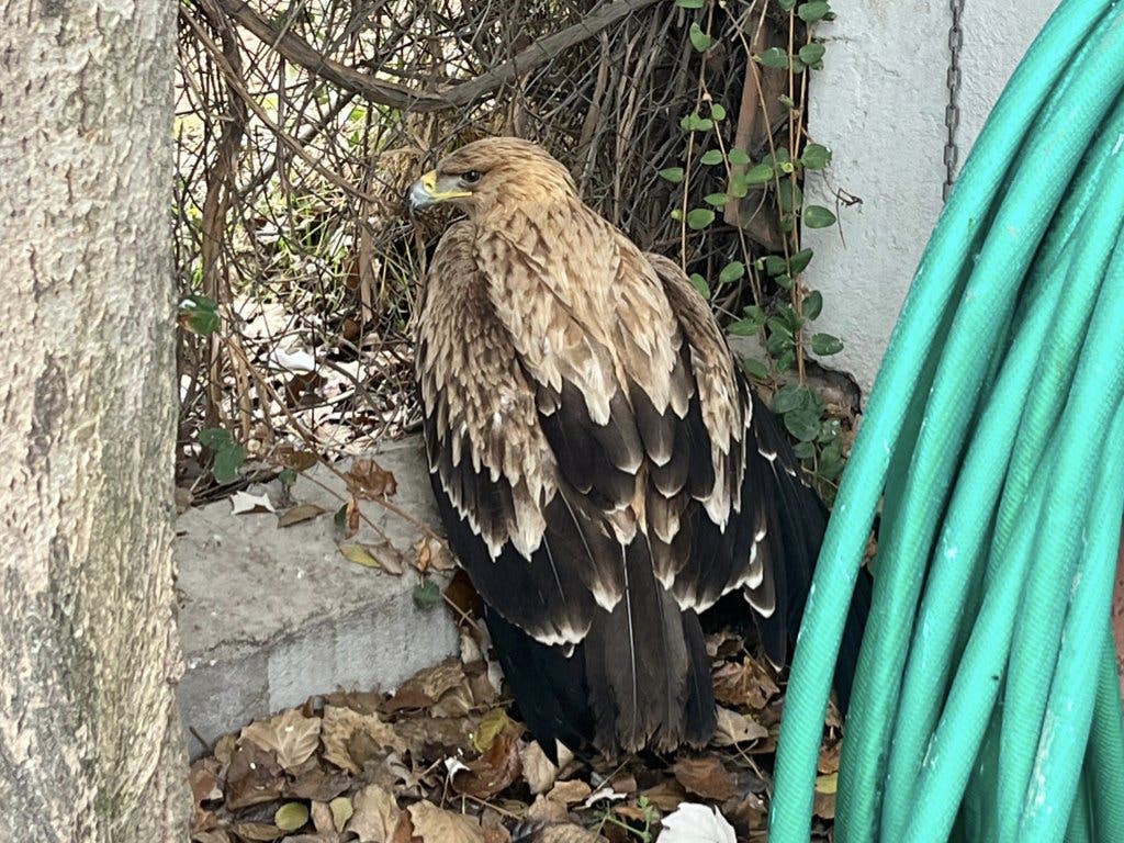 Rescatan a un águila herida en el Puente de la Salud de Alcalá de Henares