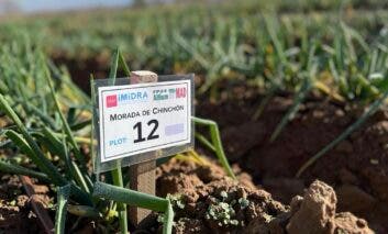 La Comunidad de Madrid registra por primera vez dos variedades de cebolla blanca y morada de Chinchón