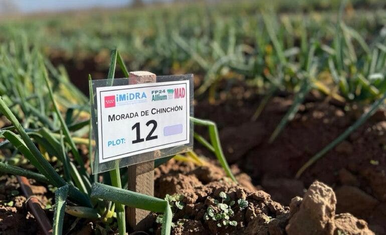 La Comunidad de Madrid registra por primera vez dos variedades de cebolla blanca y morada de Chinchón