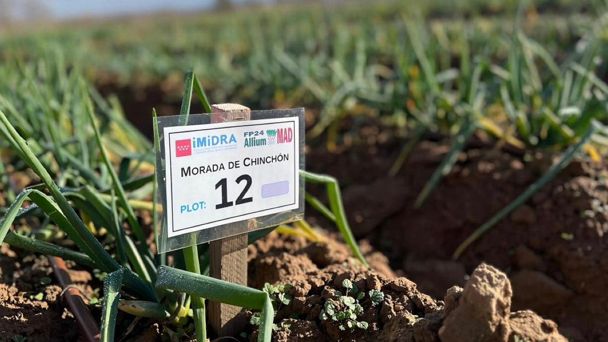 La Comunidad de Madrid registra por primera vez dos variedades de cebolla blanca y morada de Chinchón