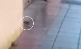 Ratas junto a un colegio en Azuqueca: una acaba dentro del patio en pleno horario de clase