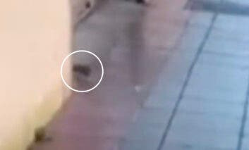 Ratas junto a un colegio en Azuqueca: una acaba dentro del patio en pleno horario de clase