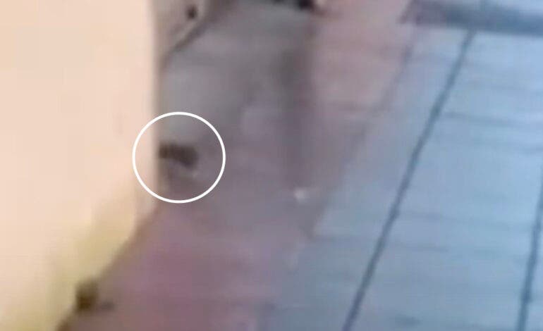 Ratas junto a un colegio en Azuqueca: una acaba dentro del patio en pleno horario de clase