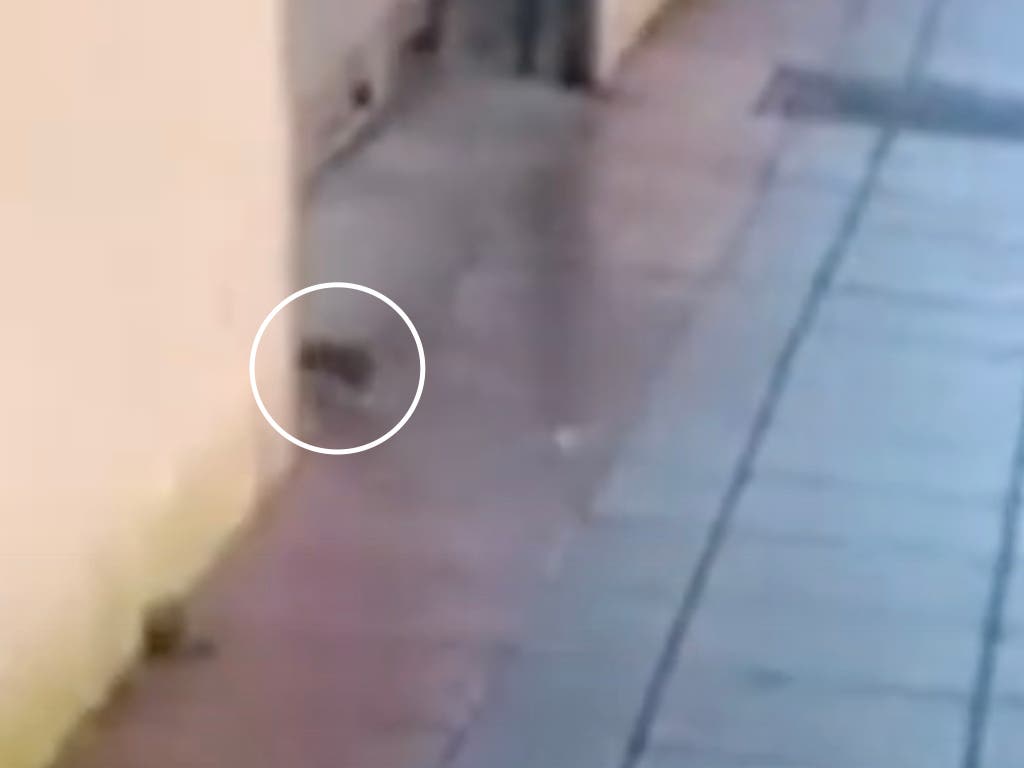 Ratas junto a un colegio en Azuqueca: una acaba dentro del patio en pleno horario de clase