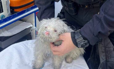 Rescatan a un cachorro intoxicado por humo en el incendio de una vivienda en Alcalá de Henares